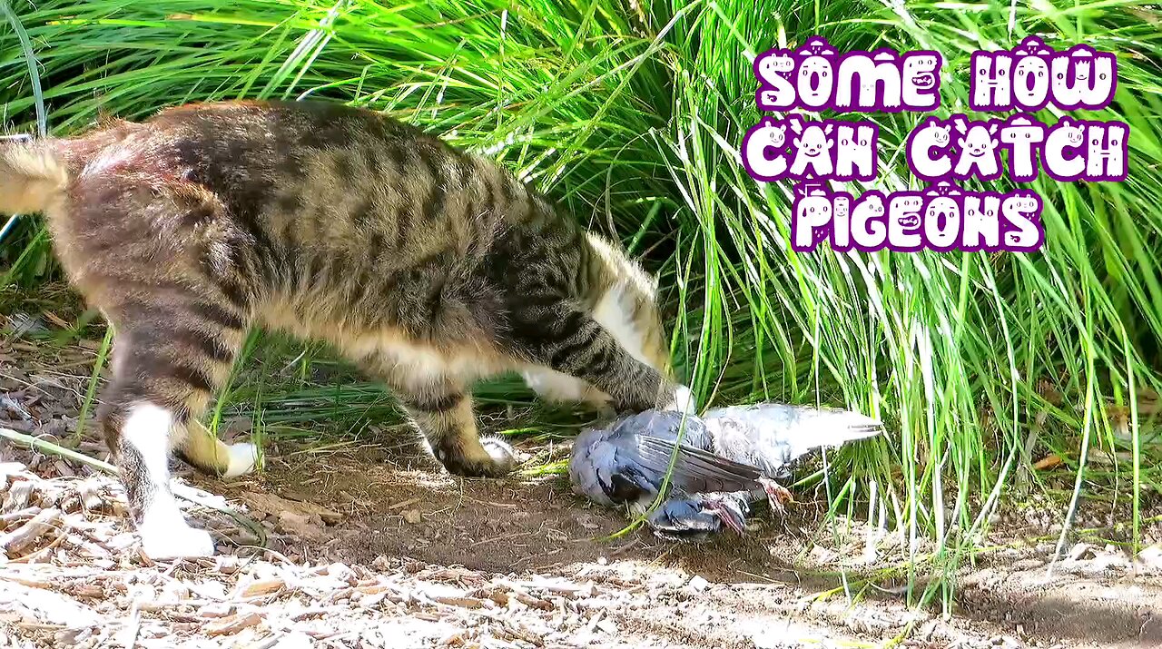 Animal Lovers 13 Cat Eating Pigeon 2