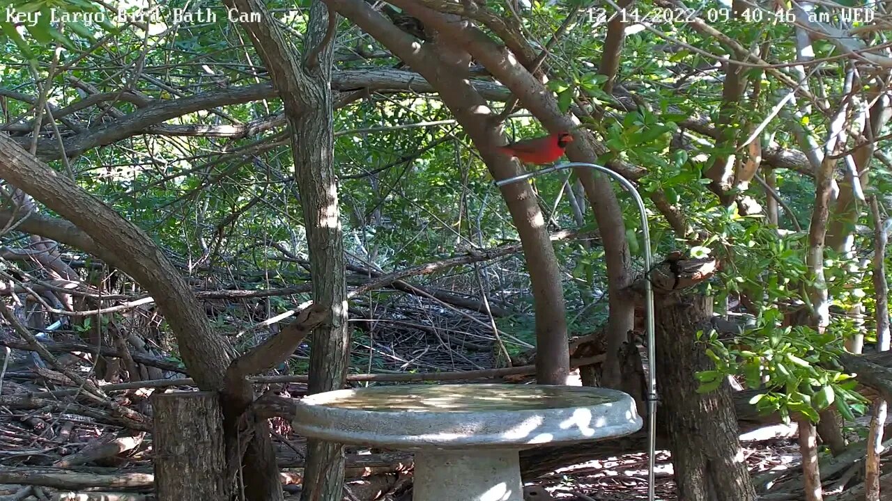 Key Largo - Cardinal Stretches