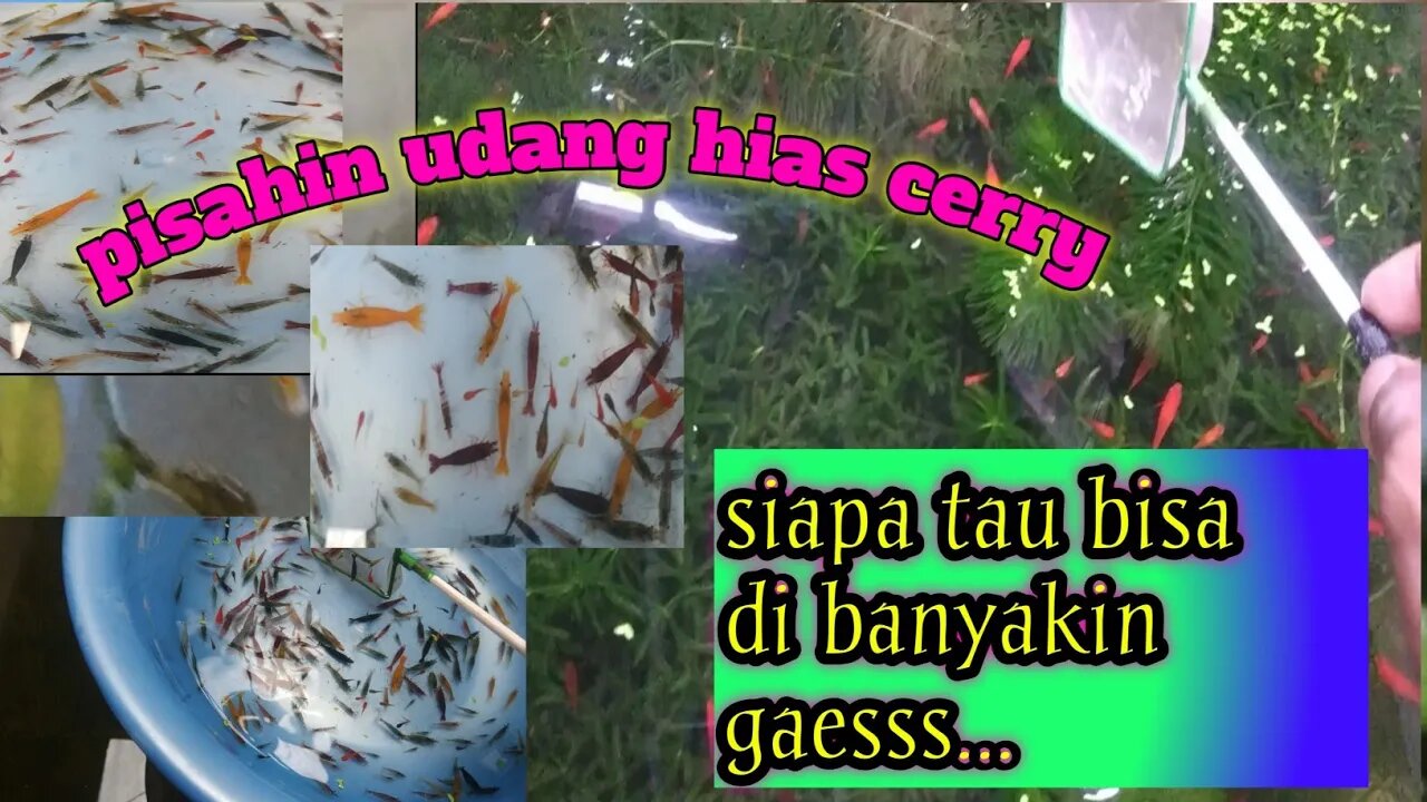 udang hias red cerry..