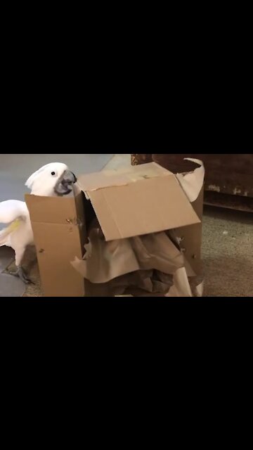 Destructive cockatoo totally obliterates cardboard box