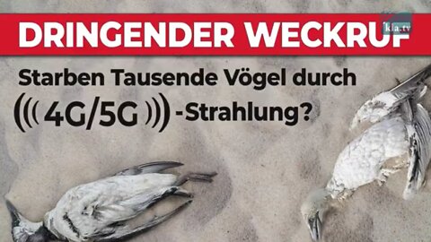 Dringender Weckruf: Starben Tausende Vögel durch 4G/5G-Strahlung?