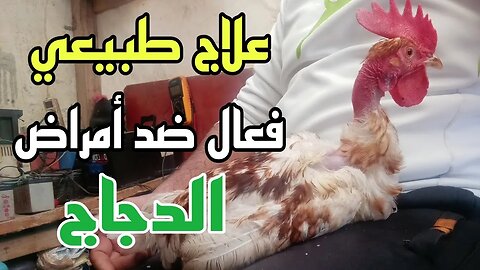 علاج طبيعي لمقاومة أمراض الدجاج