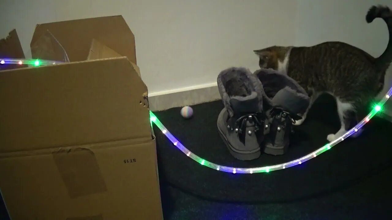 Has Santa Brought My Presents, Yet?