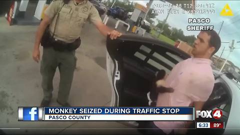 Monkey clings to owner while in handcuffs