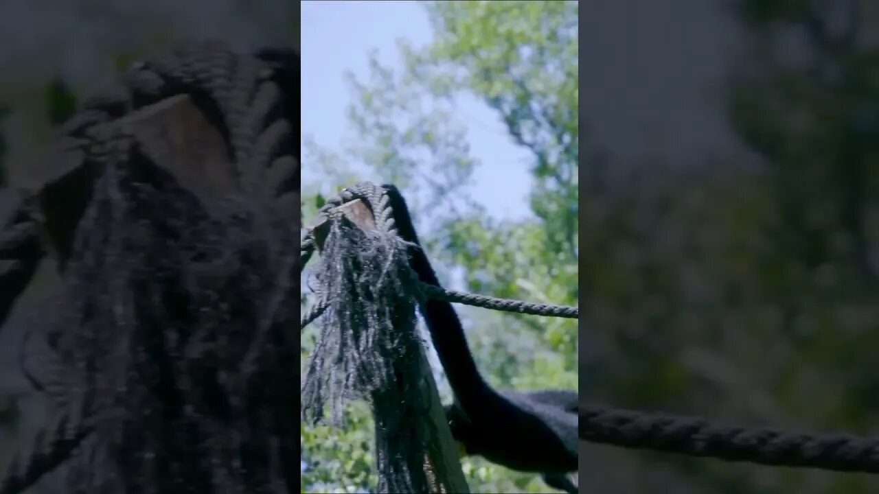 Black Crested Gibbon - CRITICALLY ENDANGERED #shorts #short
