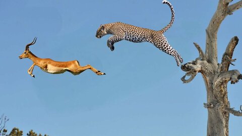 Impala Miraculously Escapes Jaws Of Leopard | Leopard Hunting Fail