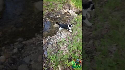 Mooshie leaps the stream.