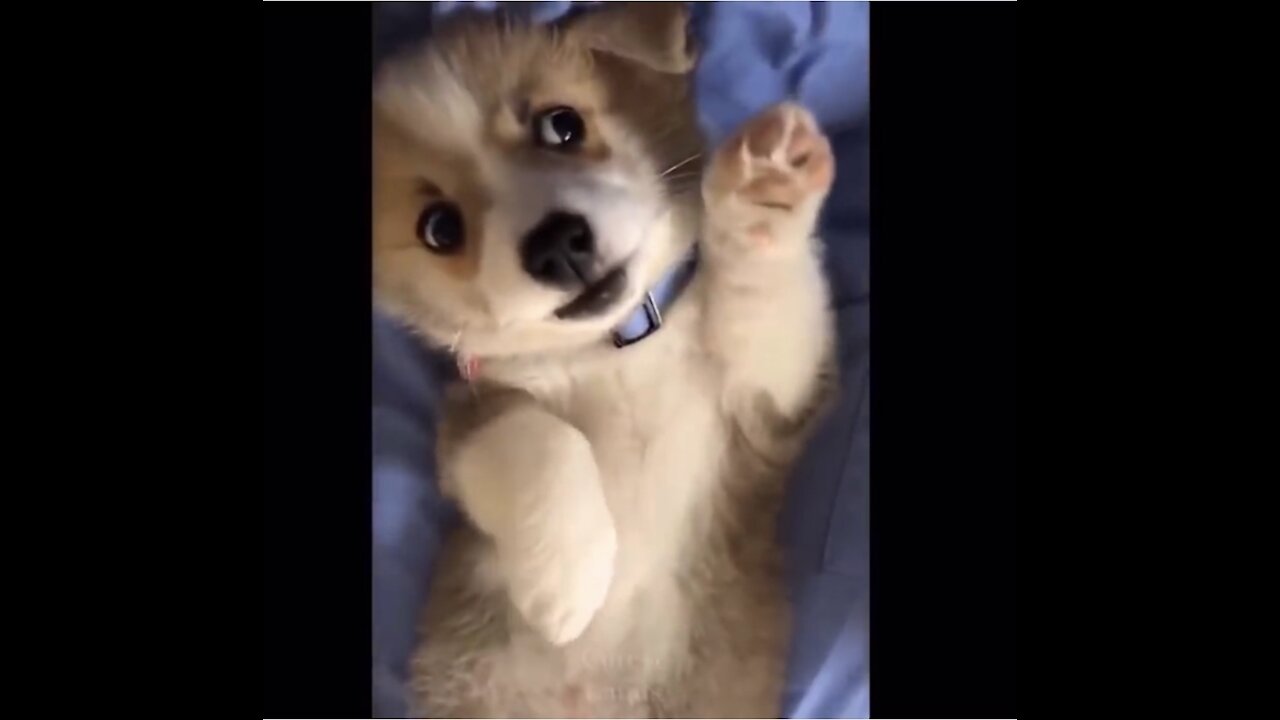 Cutest pets & baby animals (video compilation)