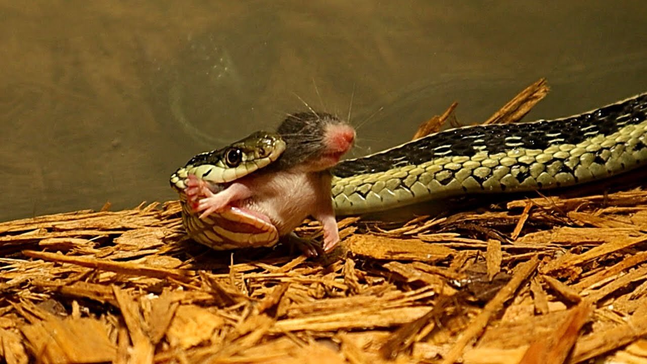 Garter Snake Eats Mouse From The Back! (Must See!)