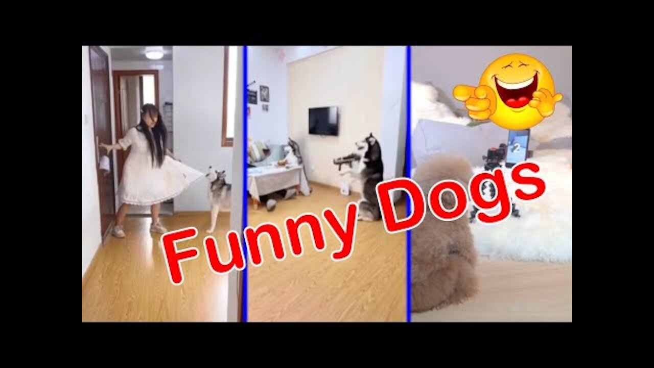 Buddy - #shorts - Funny Dog - Funny animals - Pet - Animals - Animal Comedy - Animals Videos