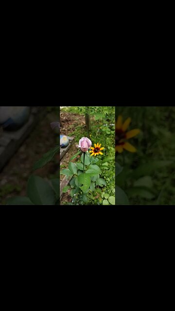 love rose #garden #gardenbeds #rose