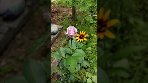 love rose #garden #gardenbeds #rose
