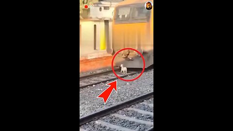A goat juvenile was caught up in a train mishap.😔