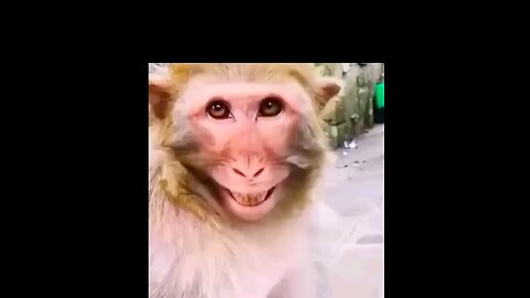 #funny#fun#funwithmonkey