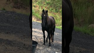 Beautiful Elderly Rescue Horse