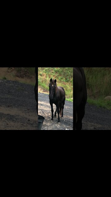 Beautiful Elderly Rescue Horse