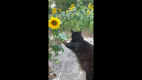 Sunflower Season!