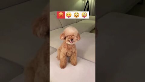 Cats of Tiktok Compilation - This will make your day #viral
