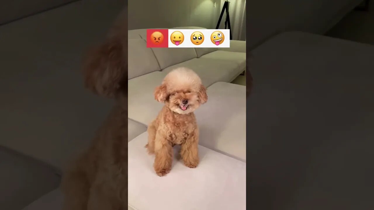 Cats of Tiktok Compilation - This will make your day #viral
