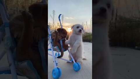 Puppy love #shorts#tiktok #cute #viral #dog