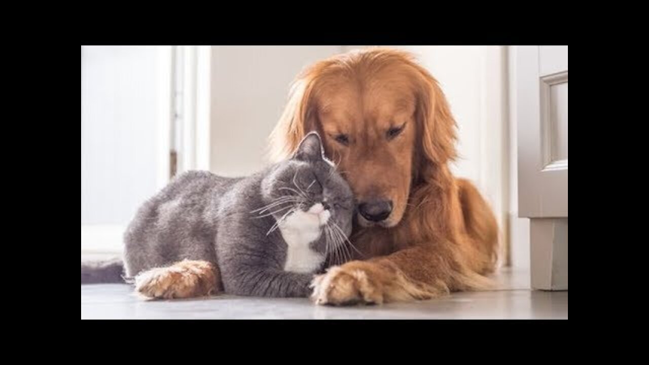 How to Teach your DOg to get Along with Cat