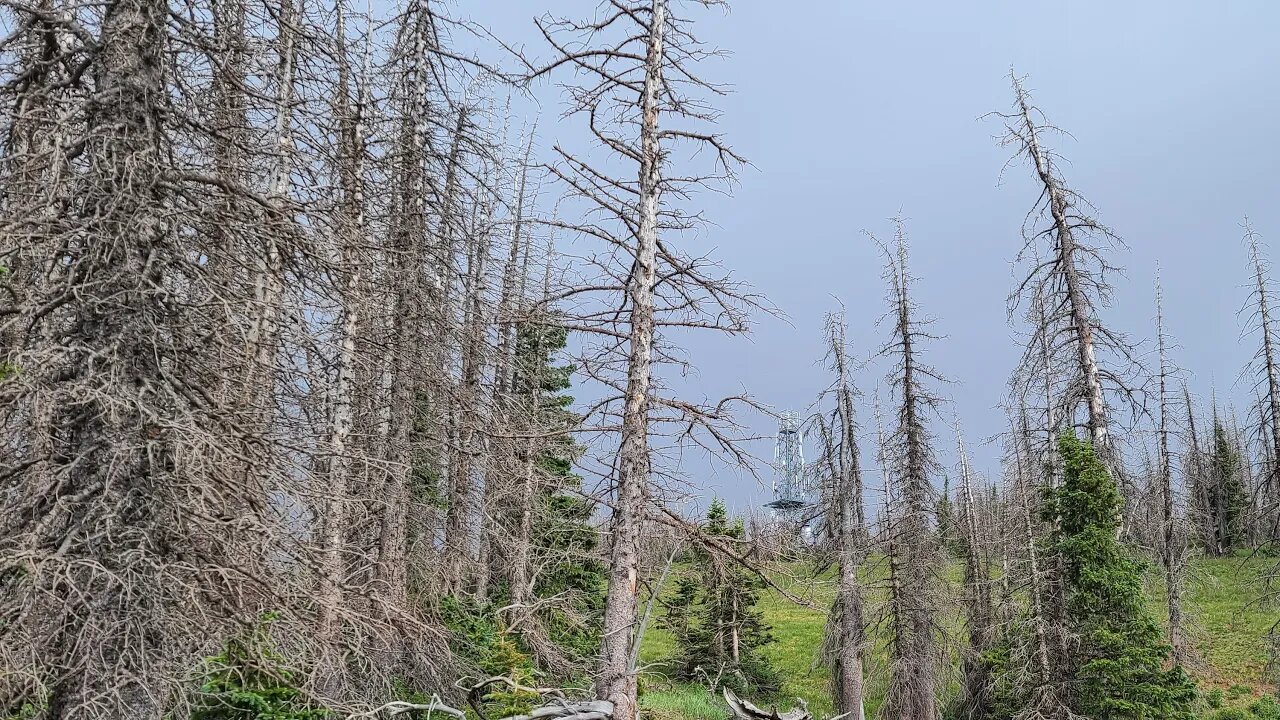 Look At All These Dead Trees At High Elevation, Livestream