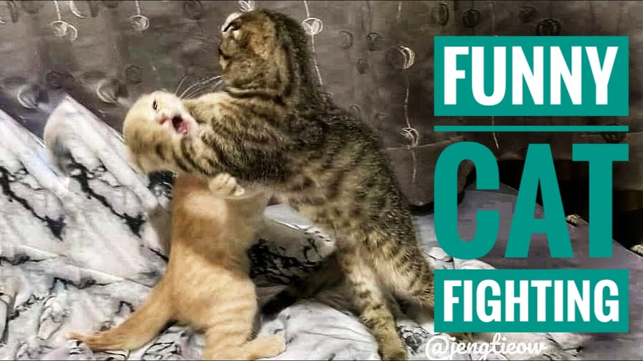 Funniest Animals 2023 😂 New Funny Cats and Dogs Videos 😻🐶 Part 1