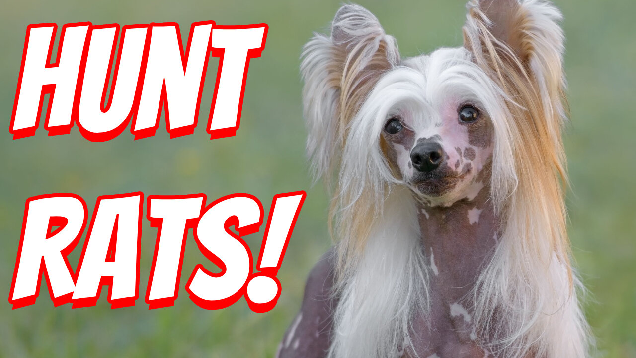 How Expensive Are Chinese Crested Dog To Own!