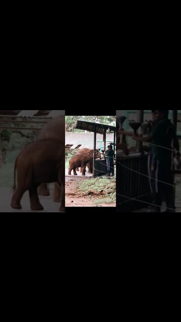 The baby elephant drinks milk(අලි පැටියා කිරි බොනවා) 🐘🐘🐘#shorts #youtube #visitsrilanka #srilanka