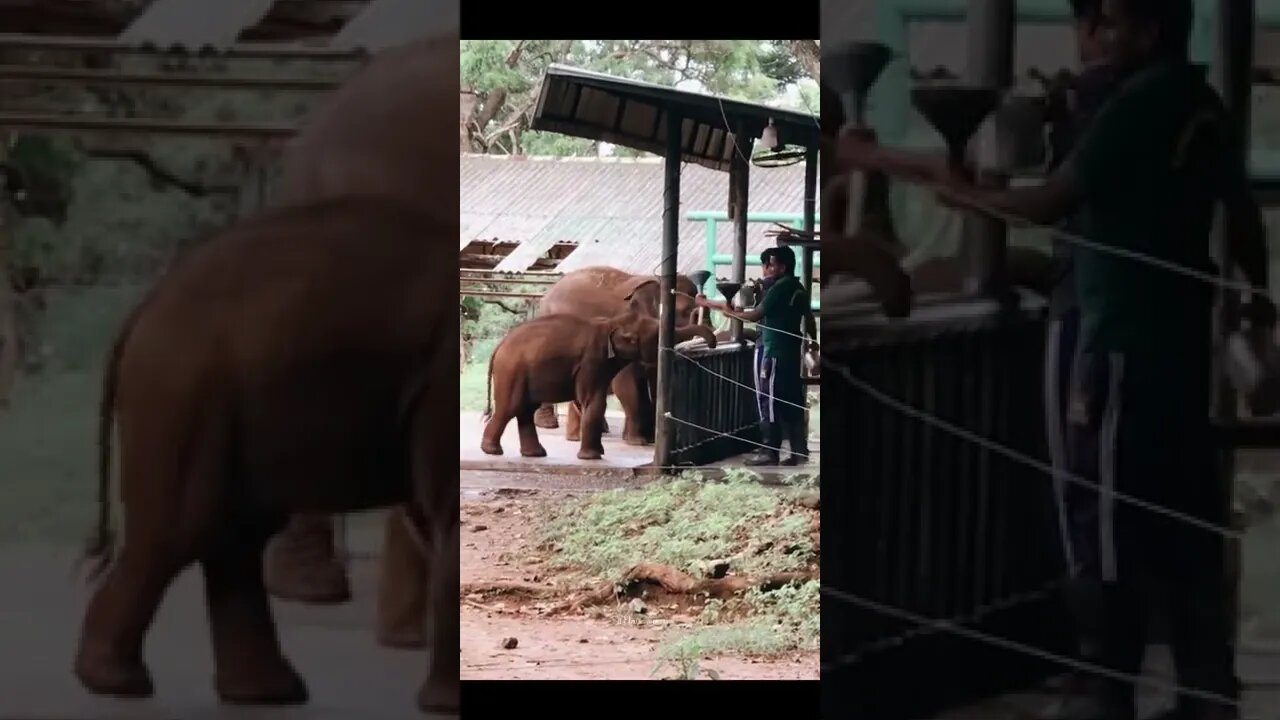 The baby elephant drinks milk(අලි පැටියා කිරි බොනවා) 🐘🐘🐘#shorts #youtube #visitsrilanka #srilanka