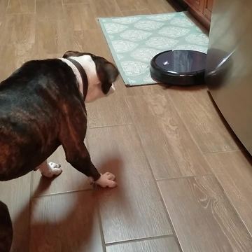 Funny Dog Chases Robot Floor Cleaner Around House