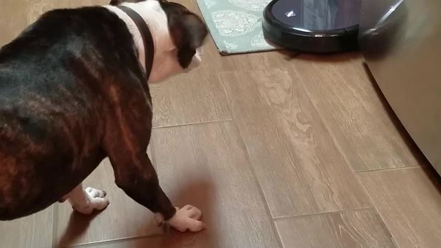 Funny Dog Chases Robot Floor Cleaner Around House