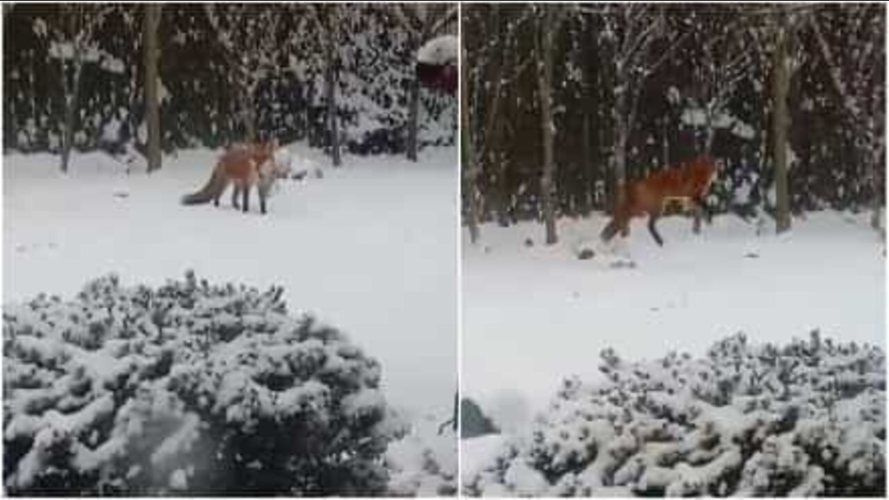 Raposa diverte-se na neve com um brinquedo