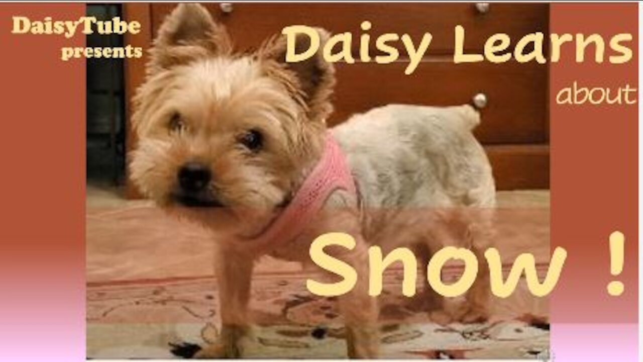 Daisy Learns - First Snow!!