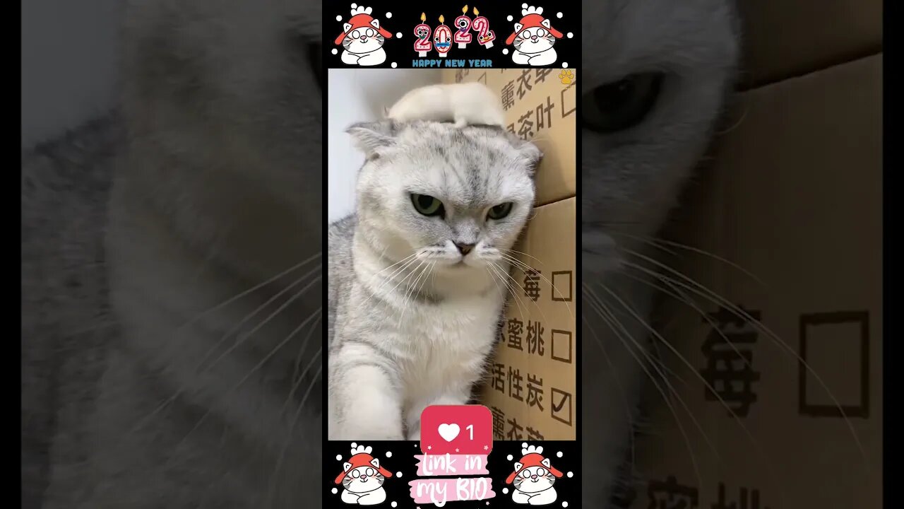 #13_😂😹😂 #Cute #Animals #For #When #You #Are #Stressed 😂😹😂 (#2022)