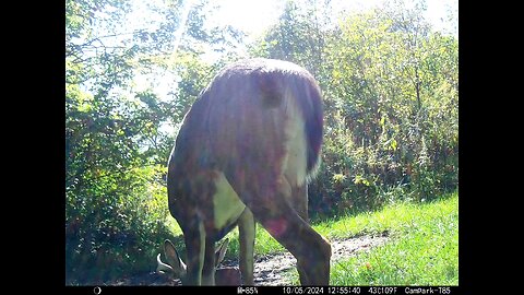 Buck Deer 10-05-2024