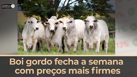 Boi gordo fecha a semana com preços mais firmes. O que esperar para a segunda quinzena?