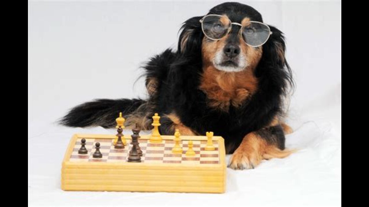 smart dog