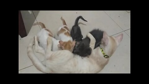 kucing menyusui kitten usia 2 bulan