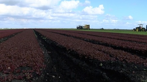 Farmers face challenges and not just from Hurricane Irma