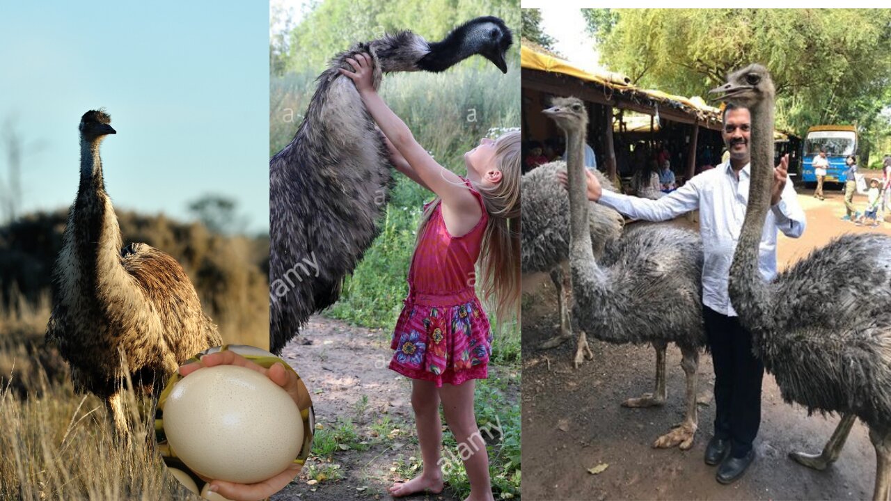 Amazing Ostrich. Emu bird