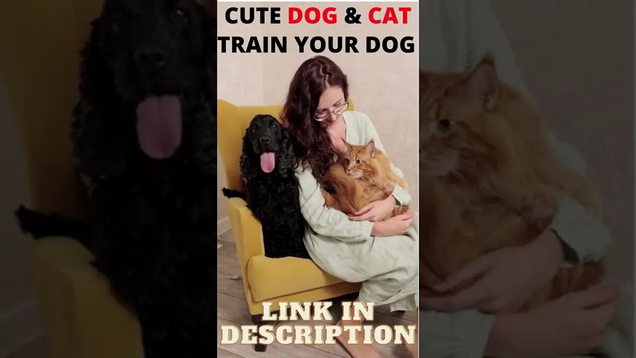 Cute Cat And Dog Video - Cat And Dog Training - ShortToon - #shorts