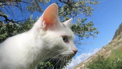 Our Cats #146 - Short Clip - Pasha & Pusspuss See Cows For The First Time