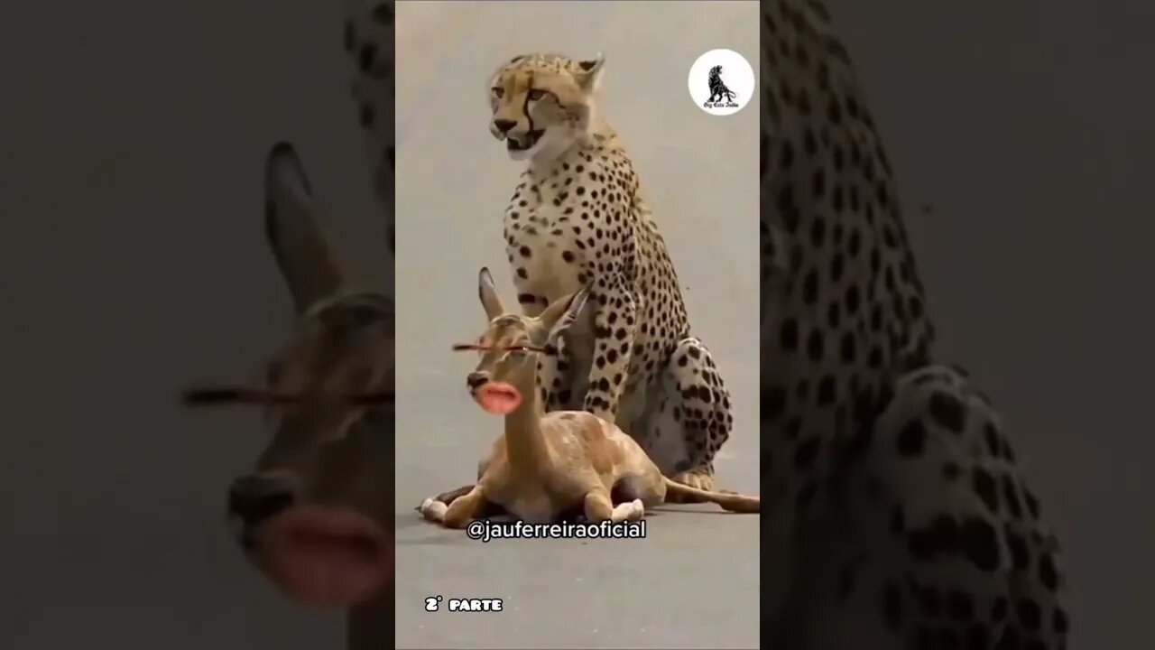 caramelonildo na operação
