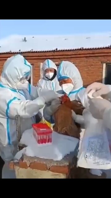 China PCR testing chicken and fish. WTF!