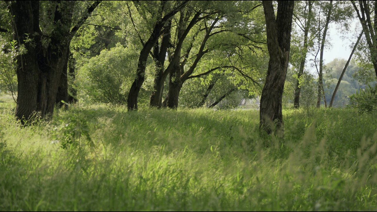 Meditate beneath the trees - relax, chill, breathwork | ASMKR nature sounds