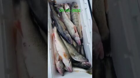 Longest day on the water this season but we got it done!! 5 man Lake Erie Walleye limit!!