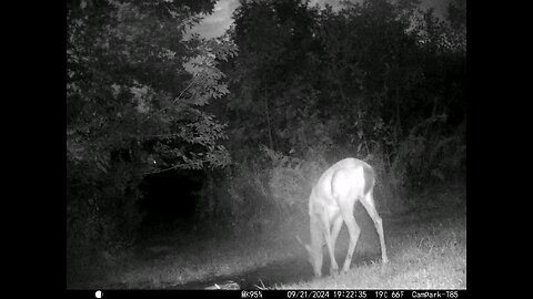 Deer 9-21-2024