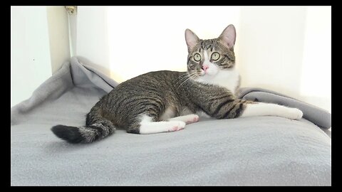 Cat Photography