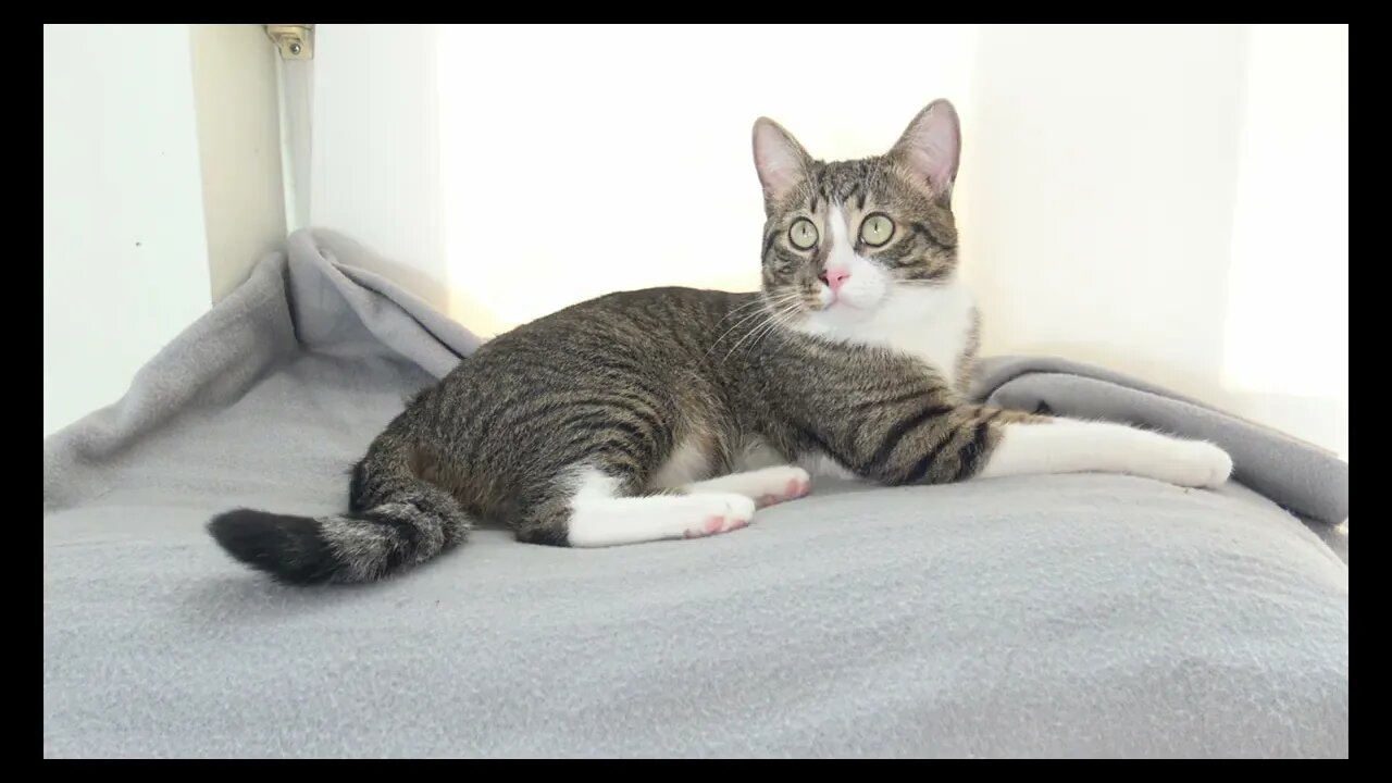 Cat Photography